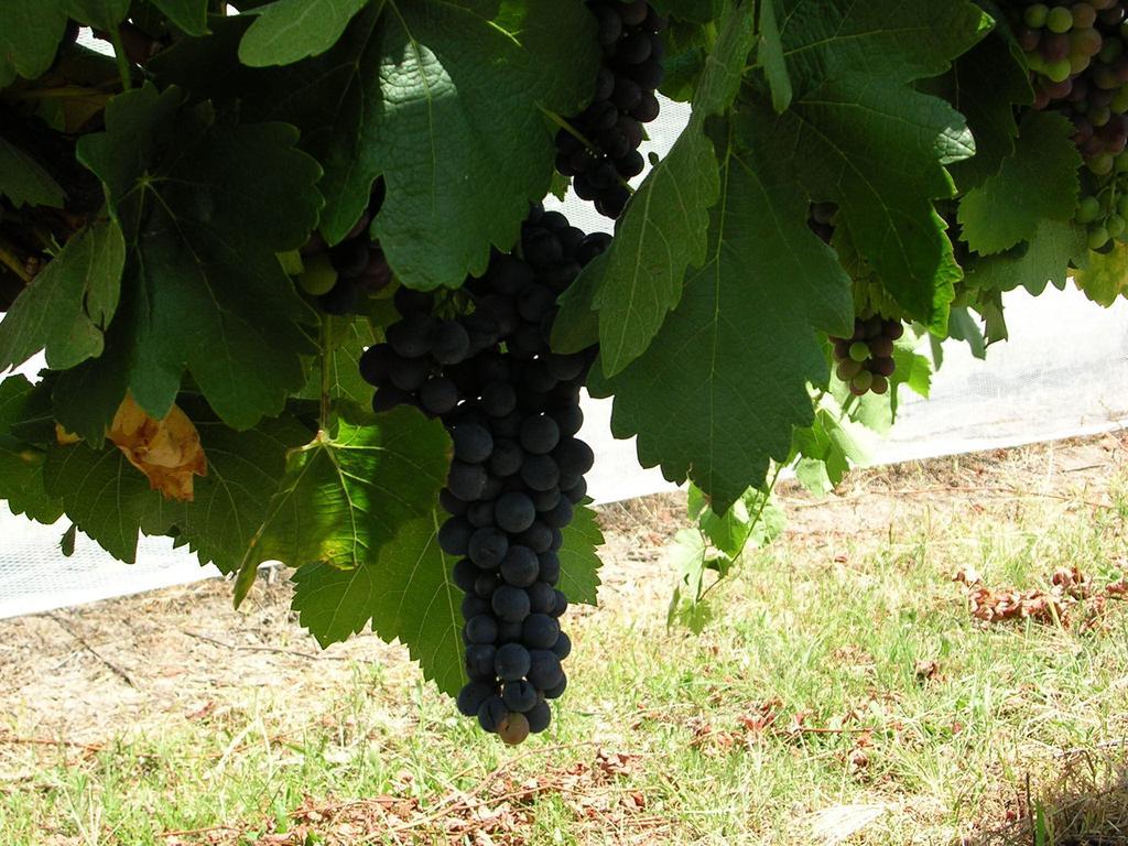 Ridgemill Estate Aparthotel Stanthorpe Δωμάτιο φωτογραφία